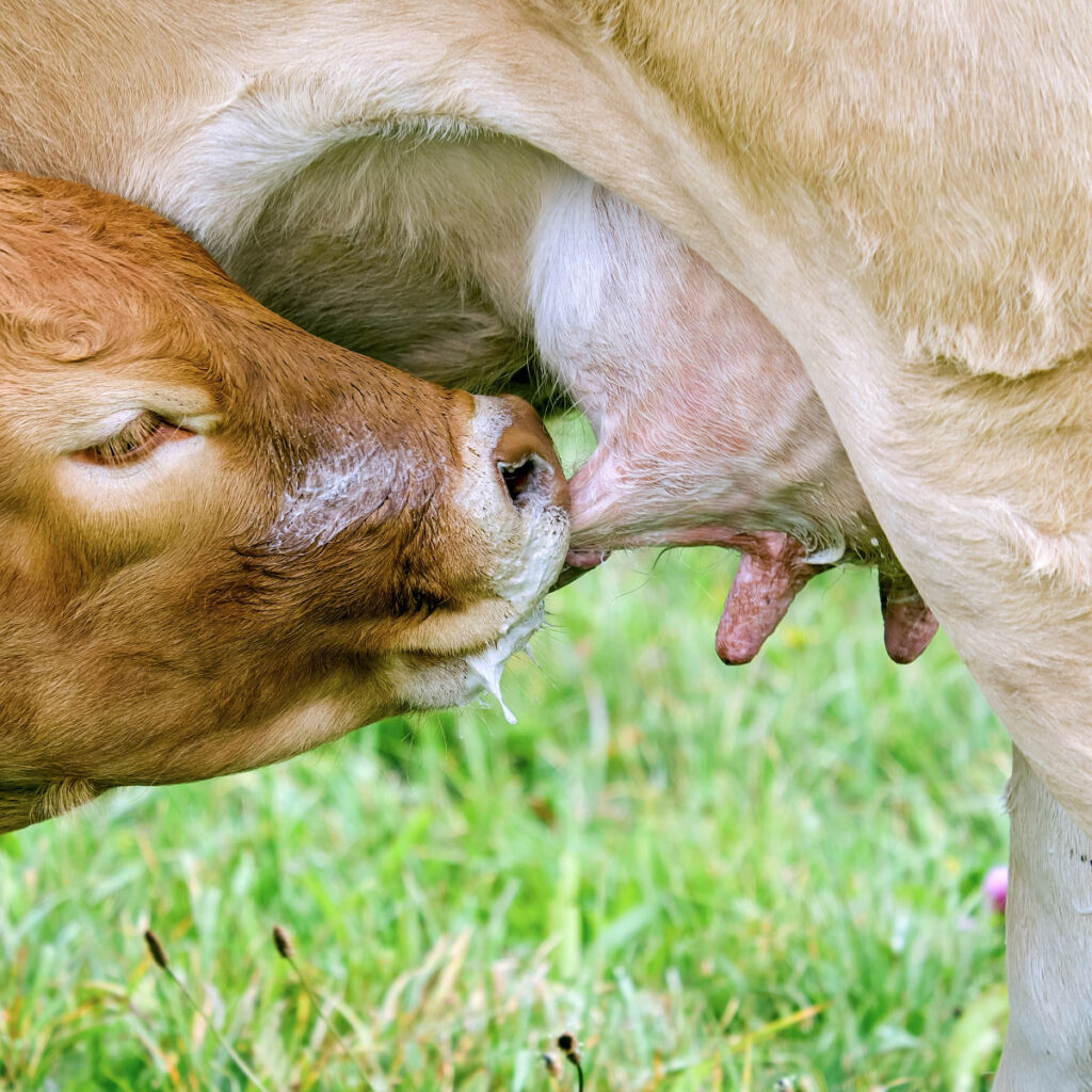 Premiksy dla krów mlecznych [LNB/CARGILL]